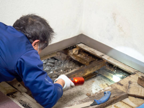 Best Mold Removal and Inspection  in Yosemite Lakes, CA