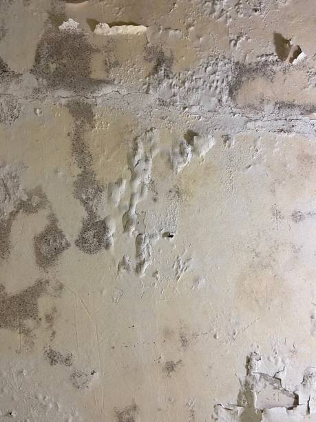 Best Affordable Mold Removal  in Yosemite Lakes, CA
