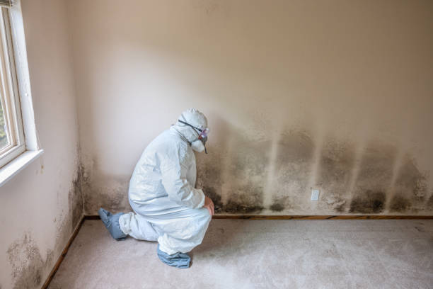 Best Black Mold Removal  in Yosemite Lakes, CA